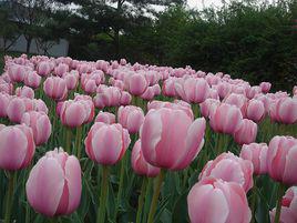 鬱金香泡沫[17世紀荷蘭的歷史事件]