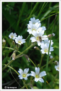 絨毛念珠芥 絨毛念珠芥