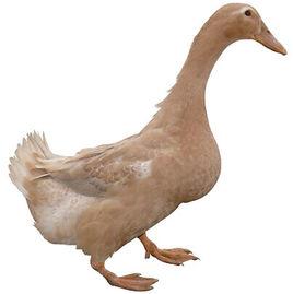 吉安紅毛鴨 吉安紅毛鴨