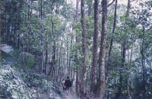 華安國家森林公園