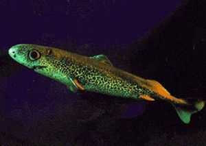 寬尾擬角鯊 寬尾擬角鯊