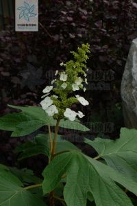 鐵樹天青地紅湯 鐵樹天青地紅湯