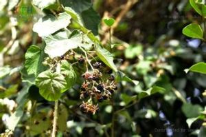 無腺灰白毛莓 無腺灰白毛莓