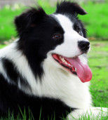 中國邊境牧羊犬論壇 中國邊境牧羊犬論壇