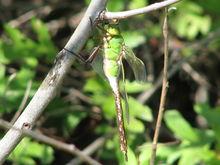 蜻蜓[差翅亞目昆蟲]