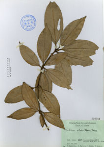 蘭嶼新木姜子 蘭嶼新木姜子