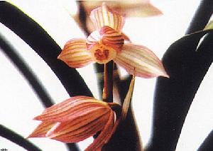 雲劍壯紅荷 雲劍壯紅荷