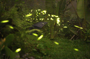 松山湖螢火蟲實景拍攝