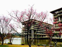 廣工櫻花島（圖書館旁）