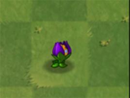 縮小紫羅蘭 縮小紫羅蘭