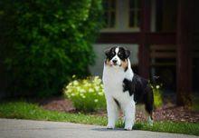 澳大利亞牧羊犬