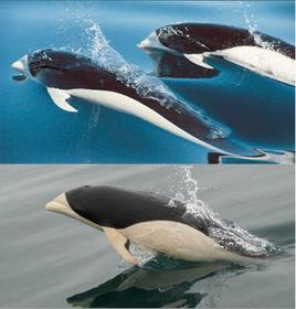 露脊海豚屬 露脊海豚屬