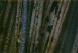 瓜蔓顱溝飾冠小蠹蛀害南瓜莖