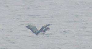 （圖）黑喉潛鳥