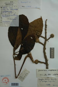 鎮康羅傘 鎮康羅傘