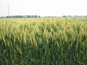 晉麥87號 晉麥87號