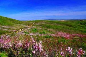 野巴旦杏自然保護區 野巴旦杏自然保護區
