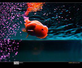 一天到晚游泳的魚[北京納世利文化傳播有限公司投資電影]