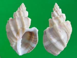 褶紋核螺 褶紋核螺