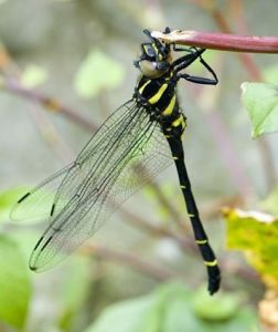 額斑圓臀大蜓 額斑圓臀大蜓