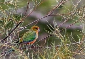 澳西玫瑰鸚鵡中部亞種 澳西玫瑰鸚鵡中部亞種