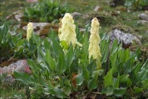 長葉波葉大黃(變種) 長葉波葉大黃(變種)