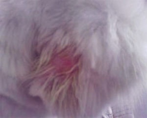 犬疥蟎病 犬疥蟎病