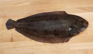 盾寬箬鰨 盾寬箬鰨