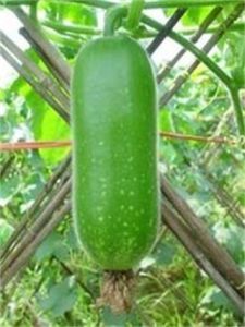 豐樂節瓜 豐樂節瓜