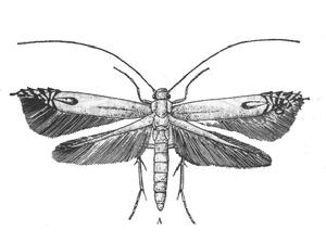 旋紋潛蛾 旋紋潛蛾