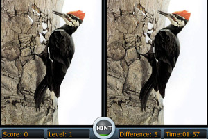 怪鳥找茬 怪鳥找茬