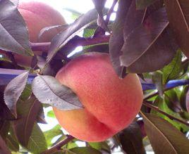 金秋紅蜜桃 金秋紅蜜桃