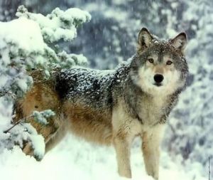 蒙古草原狼 蒙古草原狼