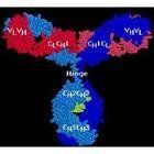 超級抗原 超級抗原