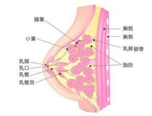 哺乳期乳腺炎