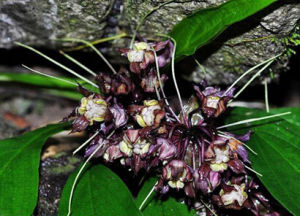 廣西裂果薯 廣西裂果薯