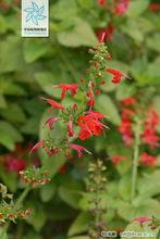 朱唇[唇形科草本植物]