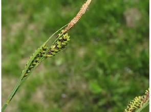 球柱薹草 球柱薹草