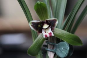 黑貓蕊蝶 黑貓蕊蝶