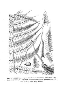 介貴山蹄蓋蕨 介貴山蹄蓋蕨