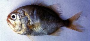 前肛管燧鯛 前肛管燧鯛