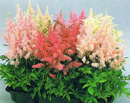 落新婦[虎耳草科落新婦屬植物]