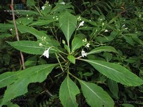 九龍鳳仙花 九龍鳳仙花