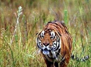 華南虎保護區 華南虎保護區