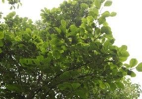 玉蘭亞屬 玉蘭亞屬