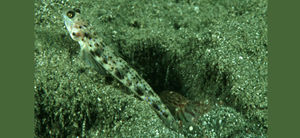 黃點梵鰕虎 黃點梵鰕虎