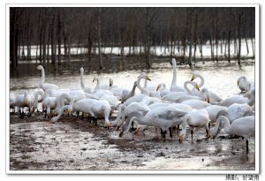 三門峽黃河濕地保護區迎來大批越冬白天鵝