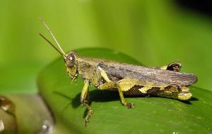 短角異腿蝗 短角異腿蝗