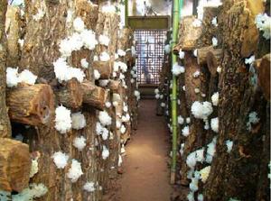 通江銀耳節 通江銀耳節