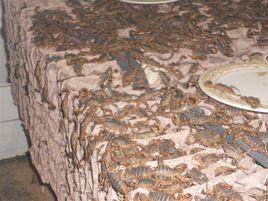 蠍子養殖 蠍子養殖